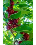 Черешня колоновидна ‘Світ Черрі’|Prunus avium ‘Sweet Cherry’|Черешня колоновидная ‘Свит Черри’